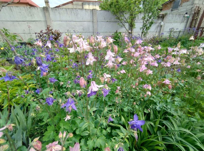 - Flori de gradina-2023