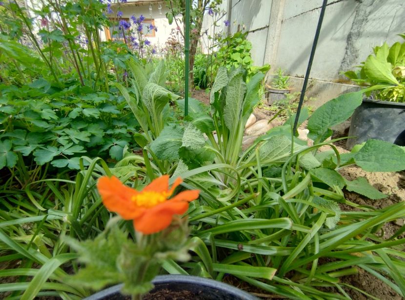  - Flori de gradina-2023
