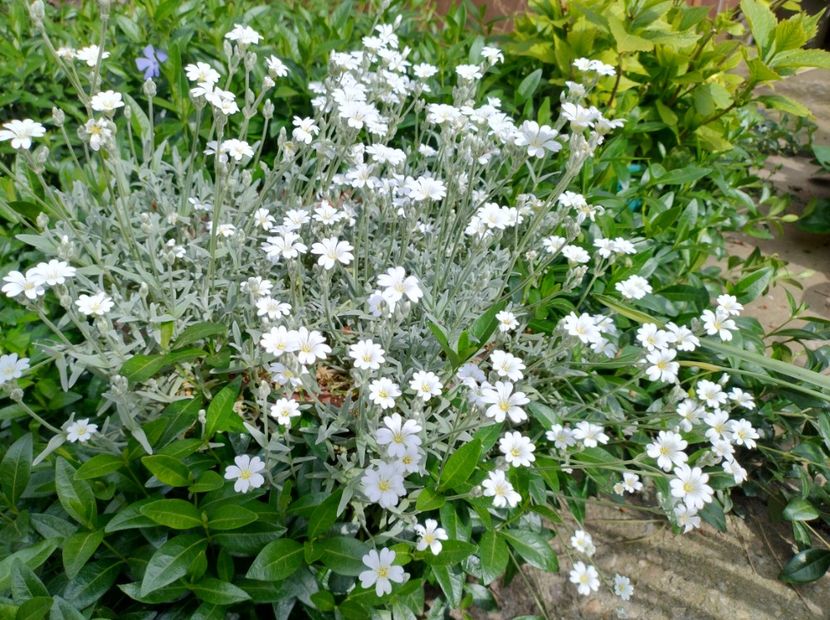  - Flori de gradina-2023