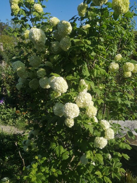 boule de neige - arbori ornamentali 2023