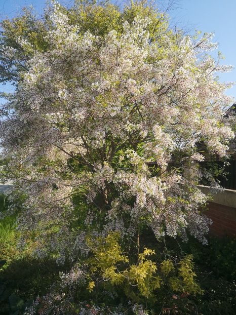  - arbori ornamentali 2023