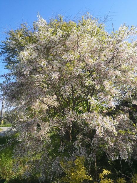 xanthoceras - arbori ornamentali 2023