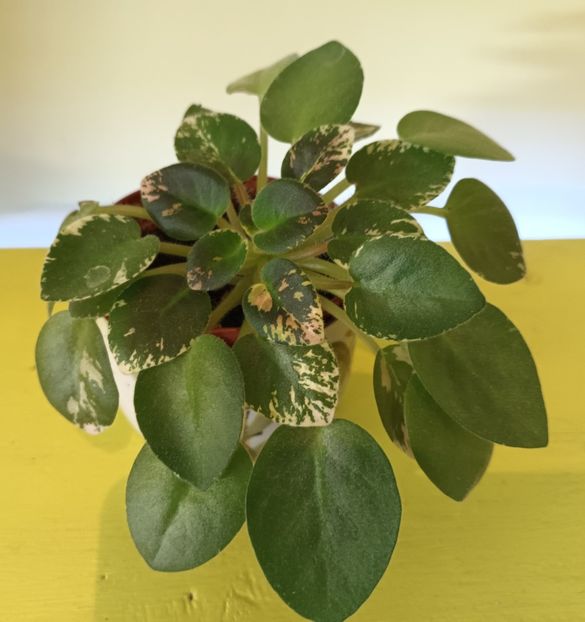 Șatiratele mele dragi, zise și Norișori. ;) - Violete