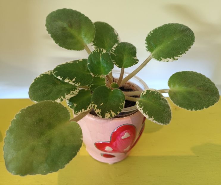 ❤️❤️❤️ - Violete