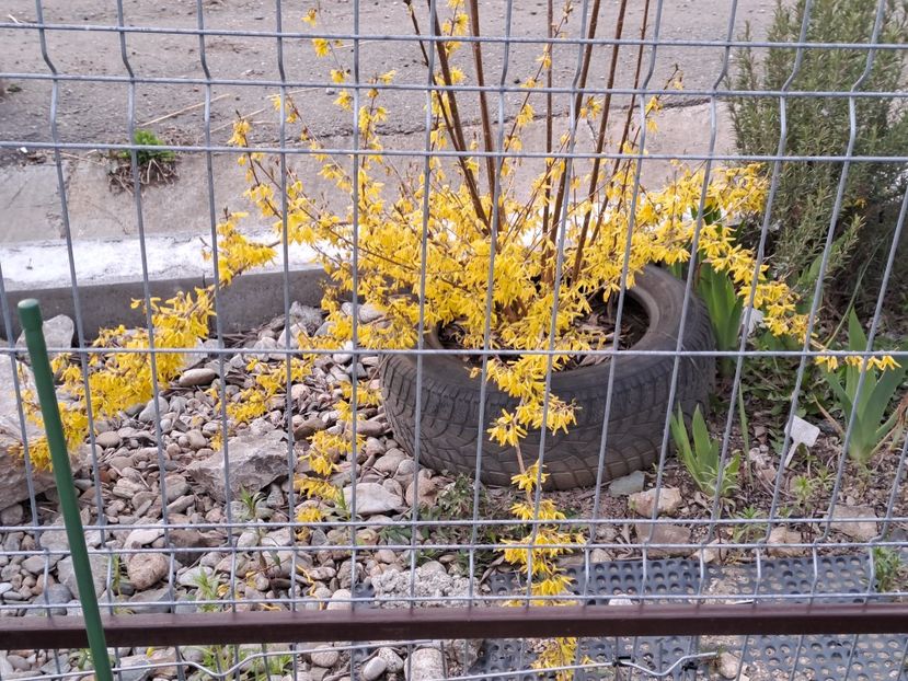  - Gradina 2023