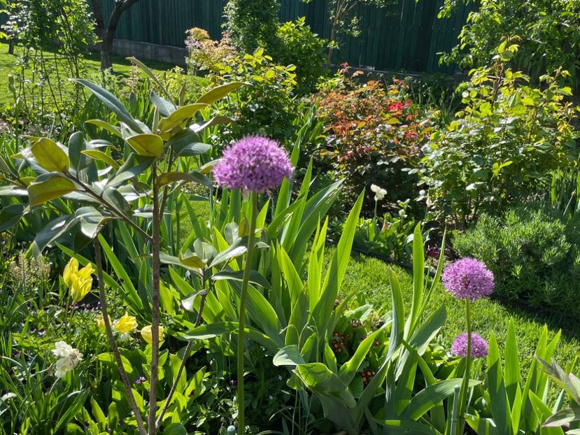 1FB0FA99-8038-4BDC-BA9B-79493F724E43 - 01 Primăvara 2023