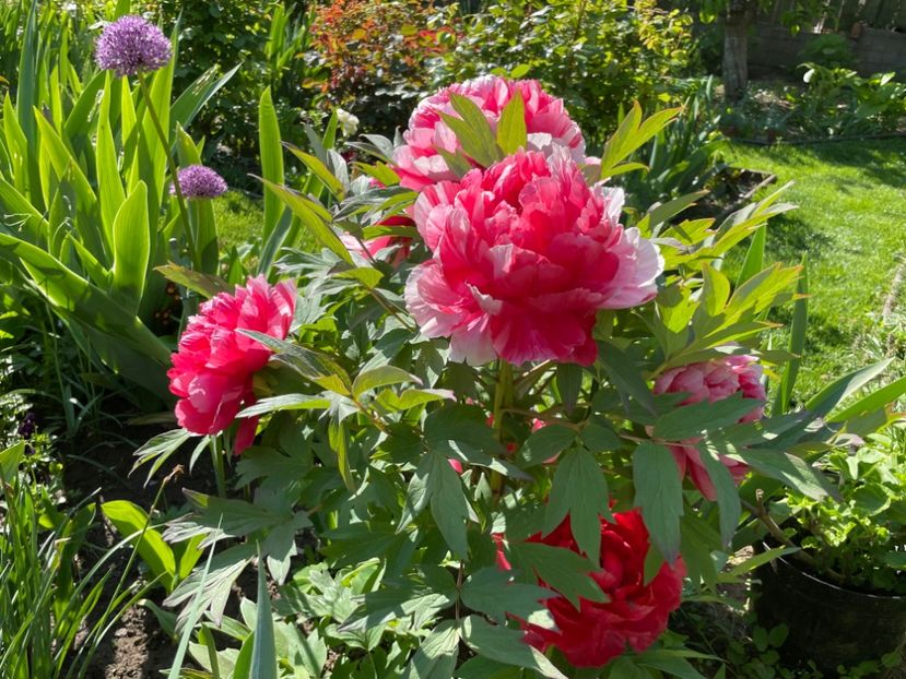 79993B6C-D6A3-42AD-B670-FEA5164D5768 - 01 Primăvara 2023