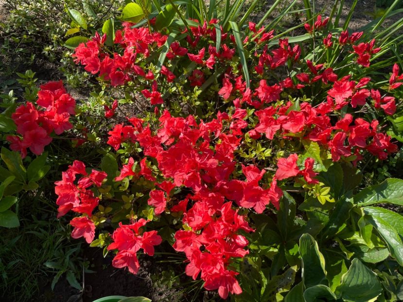 A34576D4-AAF0-4462-9000-5F63F515672D - 01 Primăvara 2023