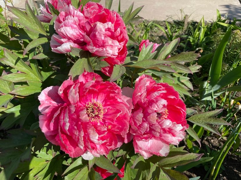 28621F73-623B-4FC8-86A8-A32113EC69A0 - 01 Primăvara 2023