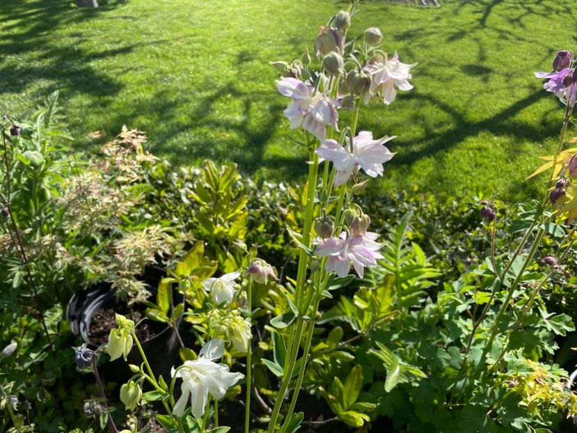 1E2045BD-C991-4564-98E6-577E2B908576 - 01 Primăvara 2023