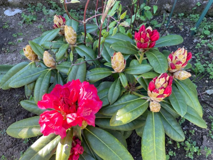 FE5ED543-2E92-41F8-B800-D40215E6F2D7 - 01 Primăvara 2023