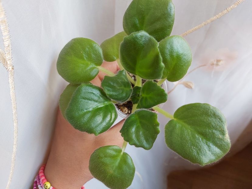 06.05.23 - ZZZ-LOST- Feja