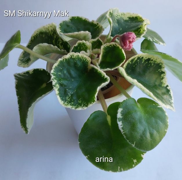  - Violete și gloxinii 2023