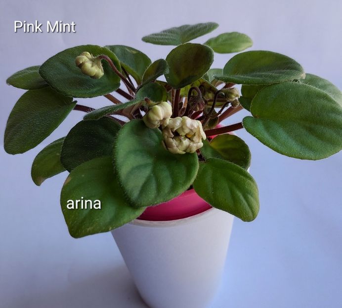  - Violete și gloxinii 2023