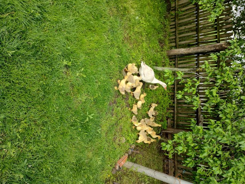  - Boboci de gâscă 2023