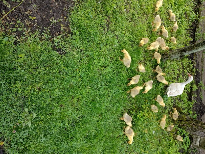  - Boboci de gâscă 2023