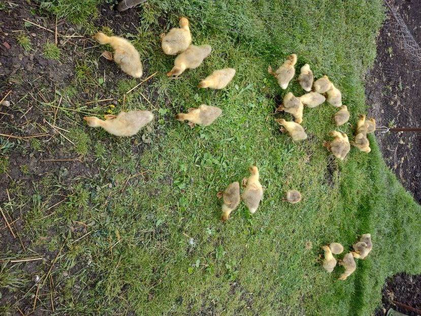  - Boboci de gâscă 2023