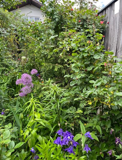 B3EB078D-76CF-477B-B008-B77AEC39E77A - Allium 2020 21 22