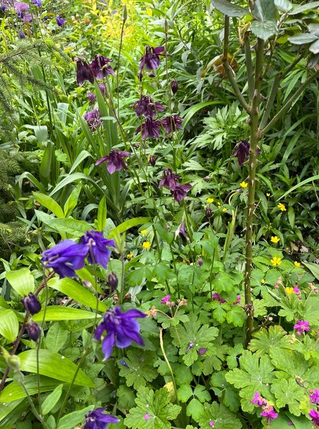 44B4BD48-DB4B-4626-B822-8FBEEE7E86E1 - Allium 2020 21 22