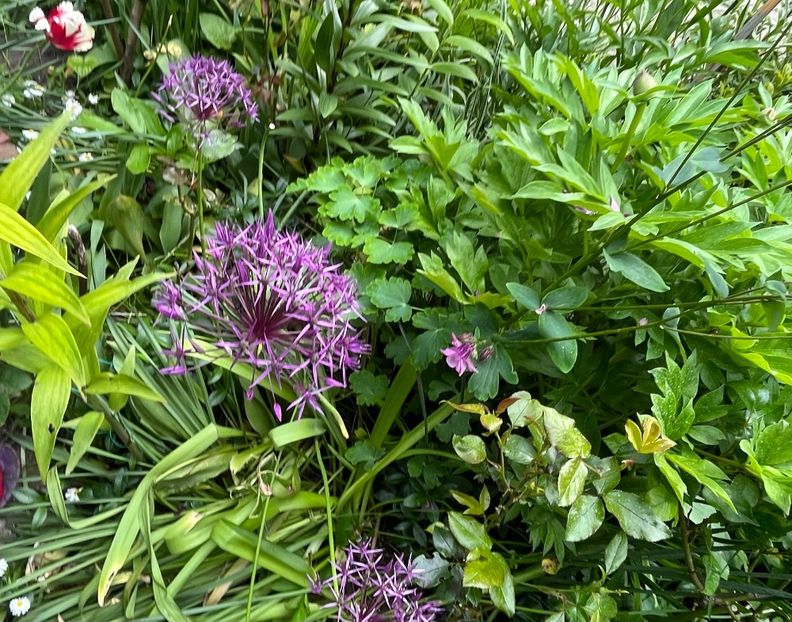 4F5435AE-FB71-4DE3-8725-F468D071FFF0 - Allium 2020 21 22