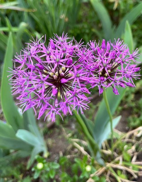 7211E854-2ABF-4568-9D2C-8145129BB43F - Allium 2020 21 22