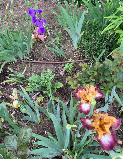 6633B0CA-112F-465F-9646-59561D541B90 - Irisi 2017 2023 2024