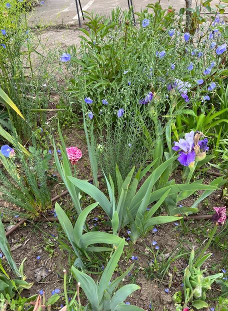 4035E108-89E4-4D4A-BB64-F1698C577D33 - Irisi 2017 2023 2024