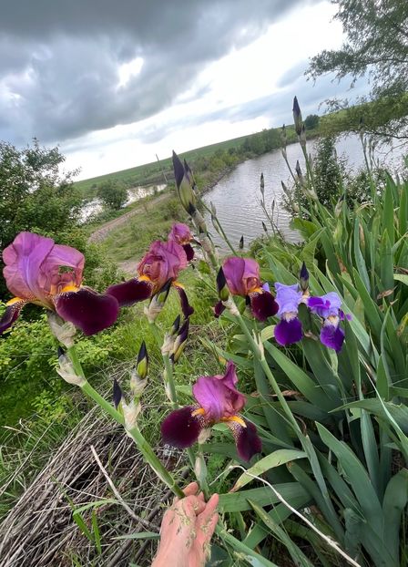 A0A503F7-31E5-47B0-8823-63A1CE6180D8 - Irisi 2017 2023 2024