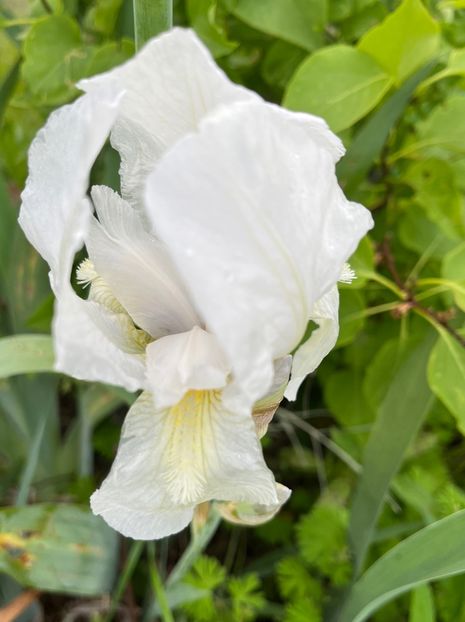 BDF6DBFA-CBD5-44D9-98B0-08BB30E366BE - Irisi 2017 2023 2024