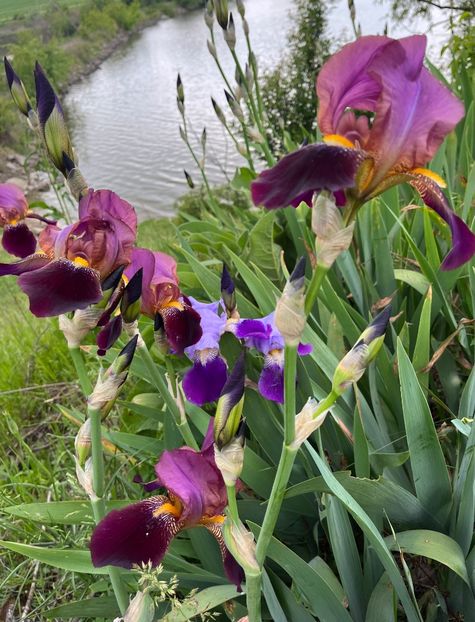 6286A516-387A-46CD-B5A8-9BDBC33BCA16 - Irisi 2017 2023 2024