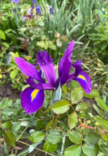 9C45C6CF-3F64-49F5-9AC5-31AED4327294 - Irisi 2017 2023 2024