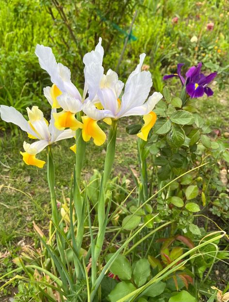 815EF2C5-AD78-42E4-8016-13F7673BDBEC - Irisi 2017 2023 2024