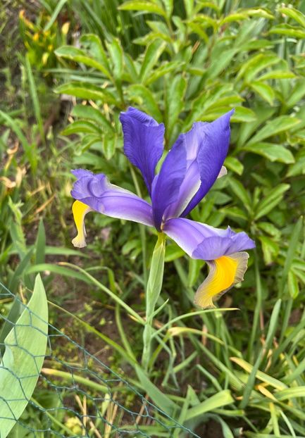 CC1AE2ED-C9DF-4970-BACA-9CA07630F19D - Irisi 2017 2023 2024