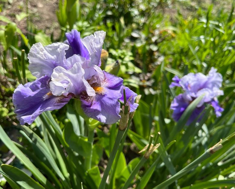 DC1AFDD8-D403-4301-9581-F0469A80C92A - Irisi 2017 2023 2024