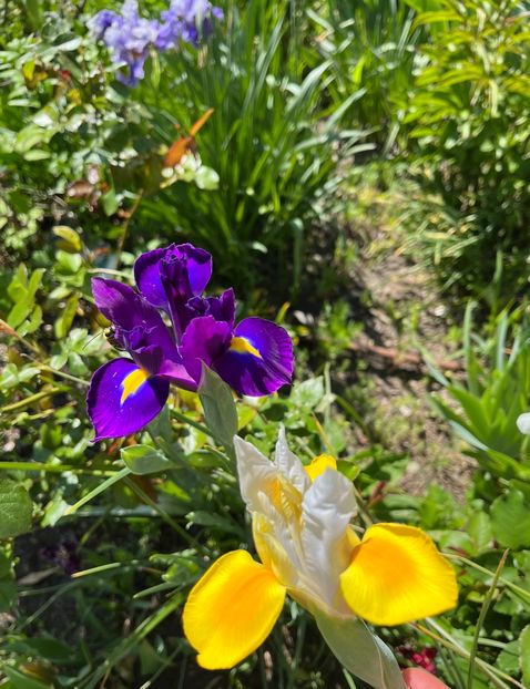 828677F1-73DB-4877-9B5C-1326FA6AD37B - Irisi 2017 2023 2024