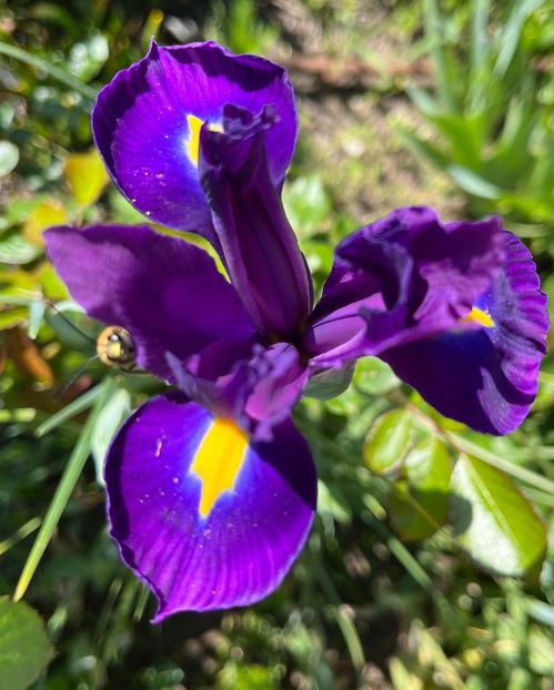 55D4D36C-E7C6-49FA-83D4-EEDFD0F3062F - Irisi 2017 2023 2024