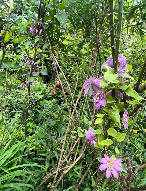 295F7BE9-0771-4DB0-B6C4-B19367F5F72F - Clematite 2020-2023