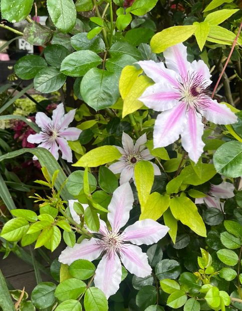 D5E0AB74-B0E9-4294-A0F8-644410CA8A0D - Clematite 2020-2023