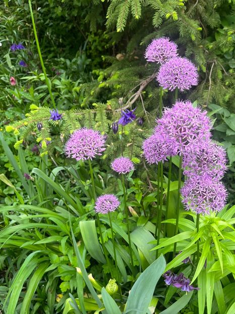 668EB1F4-B0FF-471D-A6F2-DF75151D1E37 - Allium 2020 21 22