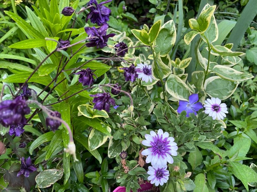 E1643C8E-3244-4BC0-ADF2-92131FCC76FF - Caldaruse 2020-2023