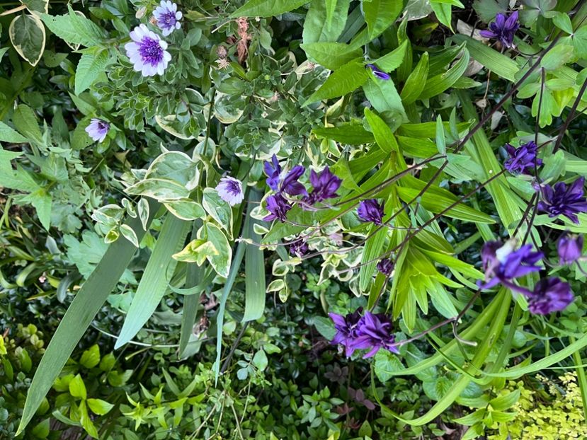 0F34562A-E71A-4ADC-AF19-2577817E9609 - Caldaruse 2020-2023