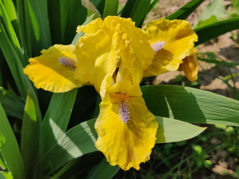 Galleon gold - Irisi pitici_SDB-MDB-MTB