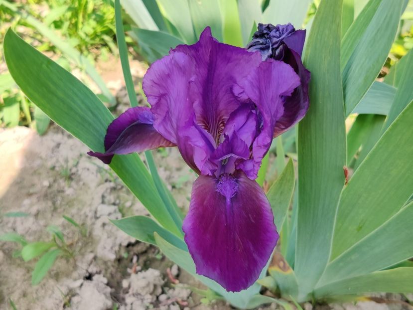 NoID1 - Iris germanica_barbosi