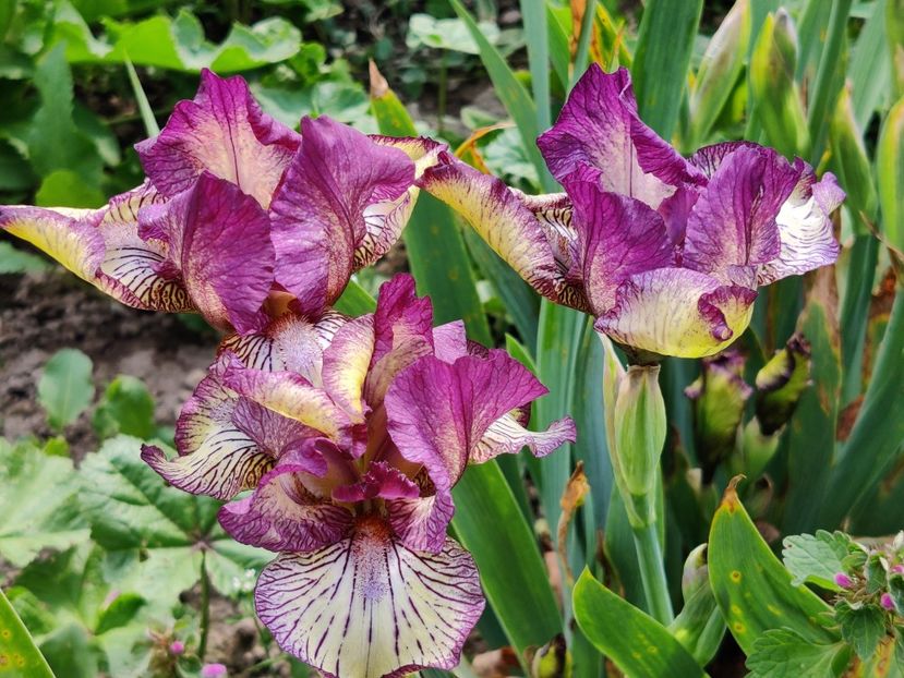 Gnu rayz tufa - Irisi medii si inalti