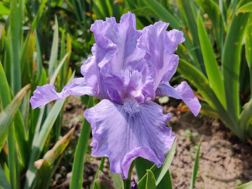IB NoID10 - parfumat - Irisi medii si inalti