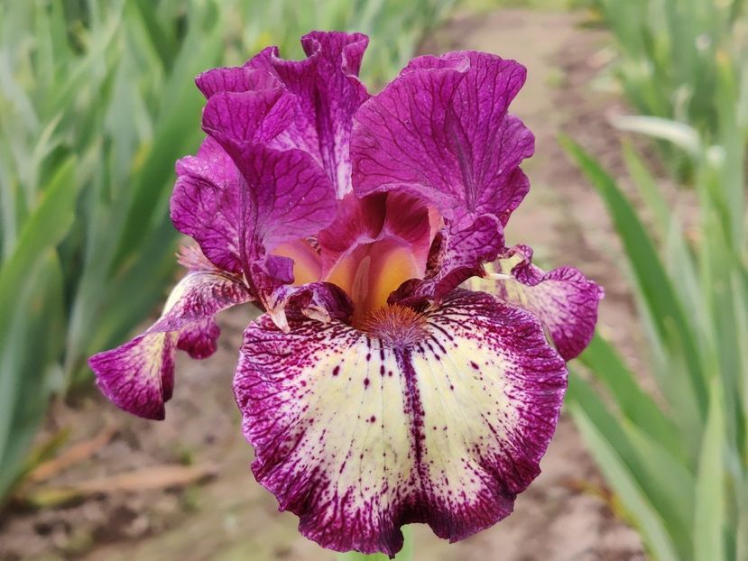 IB Spiked - Irisi medii si inalti