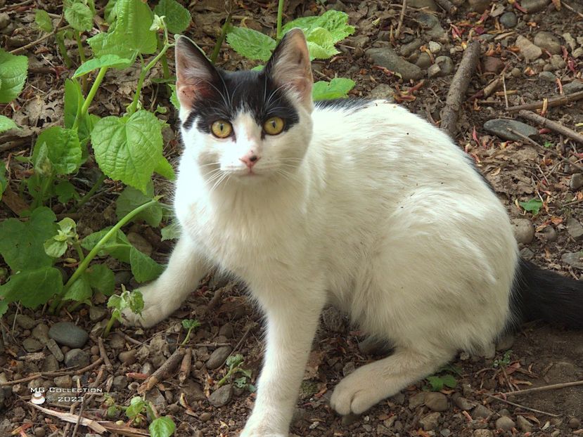 w-23-White Cat-7610 - --- PISICI si CAINI - CATS AND DOGS