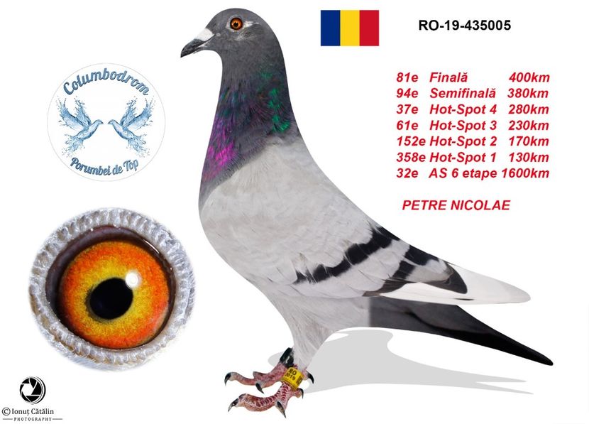 Tata la pui 947 - Porumbei voiajori la matca