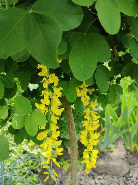 laburnum anagyroides - Gradina si terasa PrimaLuce__10-Hello 2023