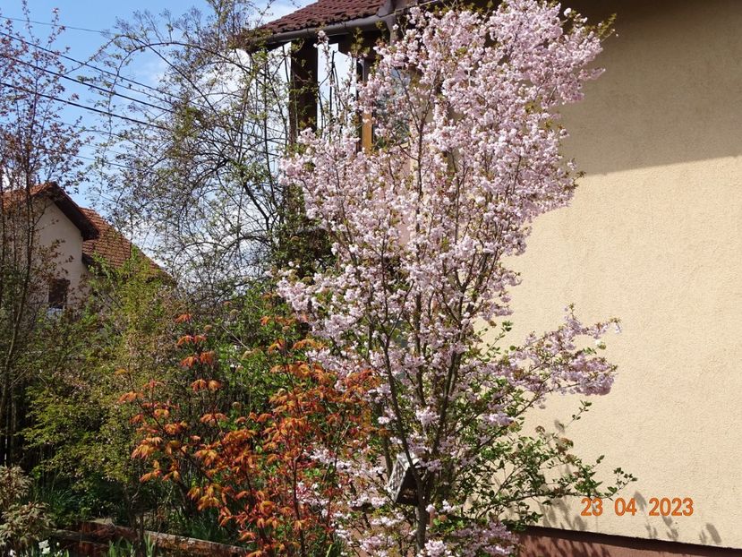  - Copacei si arbusti 2023